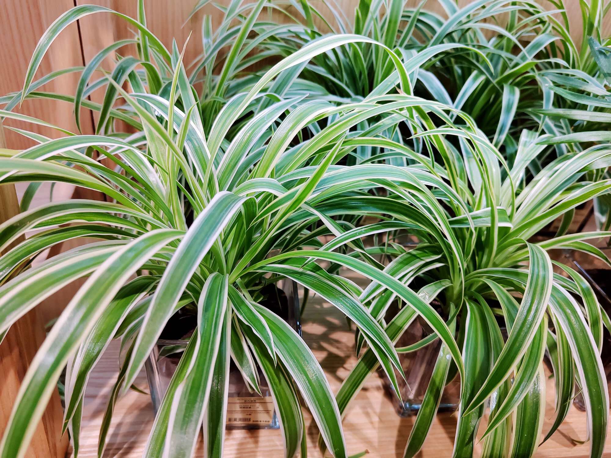 Groene oase graslelie welkoop Groene oase graslelie welkoop